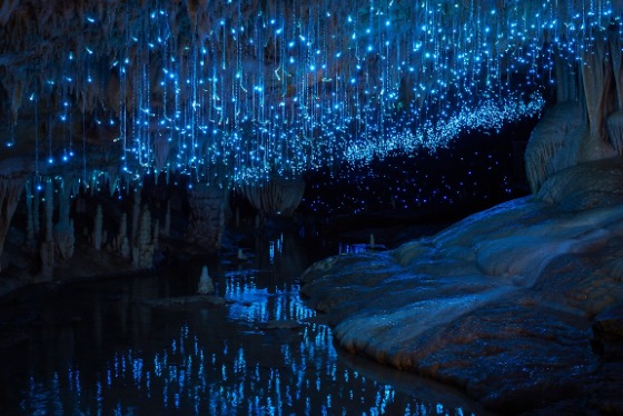 Waitomo Caves.jpg